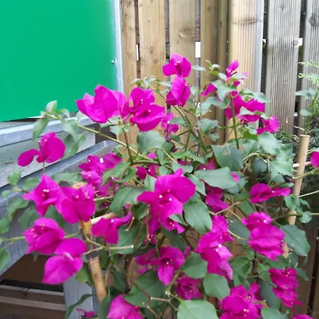 公寓 Ambiente-an-der-elbe-wohnung-og *