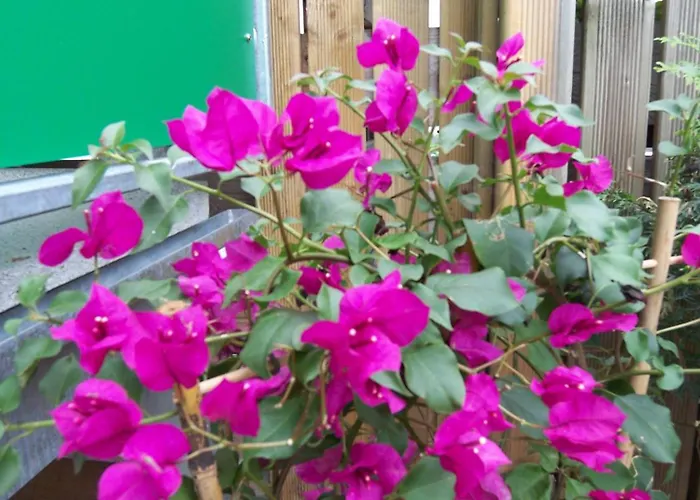 公寓 Ambiente-an-der-elbe-wohnung-og *